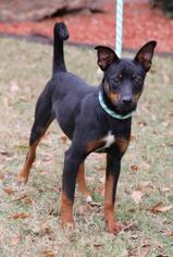 Miniature Pinscher Dogs for adoption in Little Rock, AR, USA