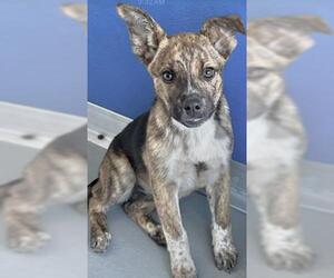 German Shepherd Dog-Unknown Mix Dogs for adoption in Visalia, CA, USA