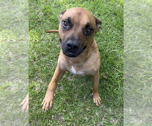 Boxer-Unknown Mix Dogs for adoption in Boston, MA, USA