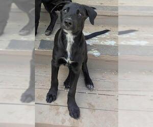 Labrador Retriever-Unknown Mix Dogs for adoption in San Antonio, TX, USA