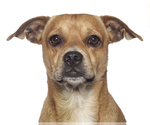 Basschshund Dogs for adoption in Oakland Park, FL, USA