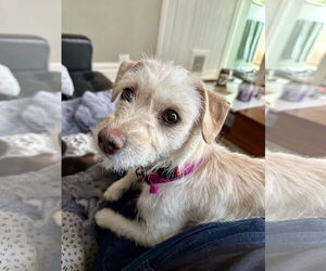 Mutt Dogs for adoption in Aurora, CO, USA