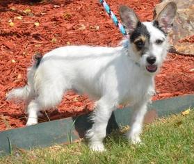 Jack Russell Terrier Dogs for adoption in Little Rock, AR, USA