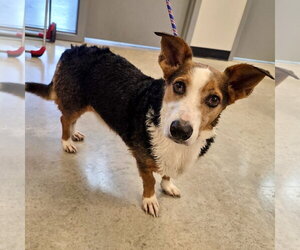 Mutt Dogs for adoption in Batavia, OH, USA