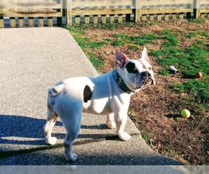 Free-Lance Bulldog Dogs for adoption in Newtown, PA, USA