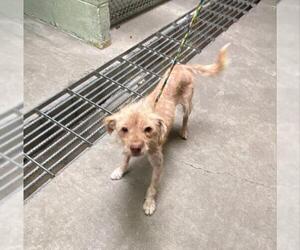 Mutt Dogs for adoption in Stockton, CA, USA