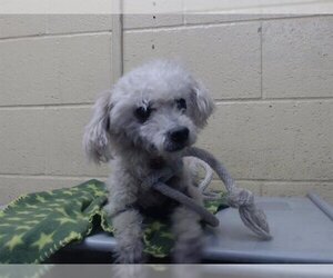 Poodle (Miniature) Dogs for adoption in Downey, CA, USA