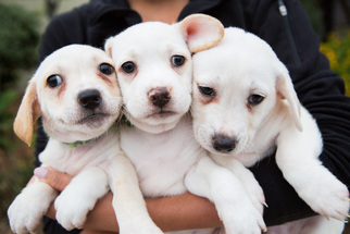 Medium Photo #1 Beagle-Tibetan Spaniel Mix Puppy For Sale in El Cajon, CA, USA