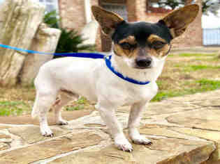 Rat-Cha Dogs for adoption in Waco, TX, USA