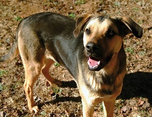 Mutt Dogs for adoption in Greenville, SC, USA