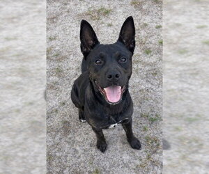 Mutt Dogs for adoption in Riverside, CA, USA