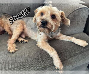 Mutt Dogs for adoption in LOGANVILLE, GA, USA