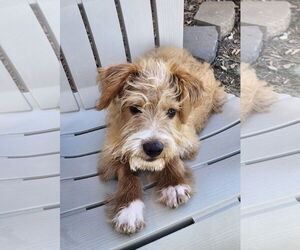 Mutt Dogs for adoption in Omaha, NE, USA