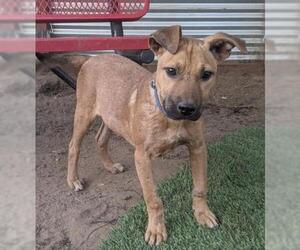 Labrador Retriever-Rhodesian Ridgeback Mix Dogs for adoption in El Cajon, CA, USA