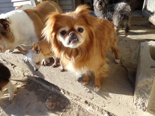 Japanese Chin Dogs for adoption in Zaleski, OH, USA