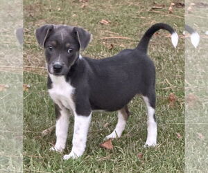 Labrador Retriever-Unknown Mix Dogs for adoption in Garner, NC, USA