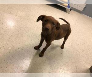 Labrador Retriever Dogs for adoption in Oak Bluffs, MA, USA