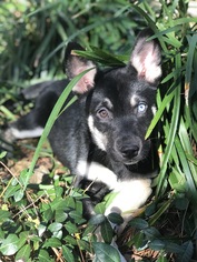 Medium Photo #1 Alaskan Husky-Unknown Mix Puppy For Sale in The Woodlands, TX, USA