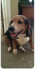 Medium Photo #1 Beagle Puppy For Sale in Sanderson, FL, USA