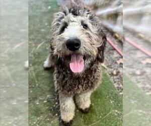 Poodle (Standard)-Unknown Mix Dogs for adoption in Woodland, CA, USA