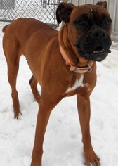 Boxer Dogs for adoption in Siren, WI, USA