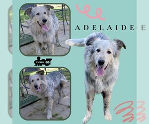 Australian Shepherd-Collie Mix Dogs for adoption in Lindsay, CA, USA