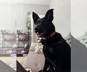 Pembroke Welsh Corgi-Unknown Mix Dogs for adoption in Princeton, MN, USA