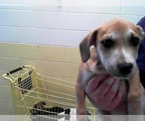Labrador Retriever-Plott Hound Mix Dogs for adoption in Tulsa, OK, USA