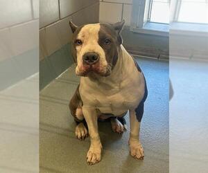 American Pit Bull Terrier Dogs for adoption in Baytown, TX, USA