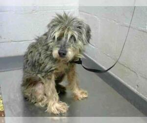 Tibetan Terrier Dogs for adoption in Atlanta, GA, USA