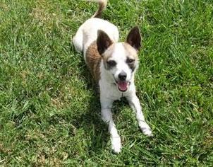 Chihuahua-Unknown Mix Dogs for adoption in Houma, LA, USA