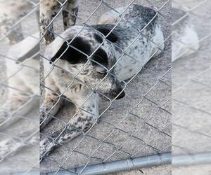 Australian Shepherd-Unknown Mix Dogs for adoption in San Antonio, TX, USA
