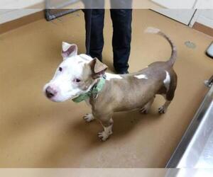 American Staffordshire Terrier Dogs for adoption in Gainesville, FL, USA