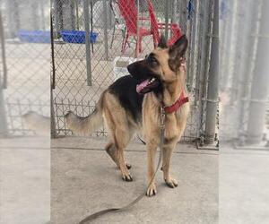 German Shepherd Dog Dogs for adoption in Sacramento, CA, USA