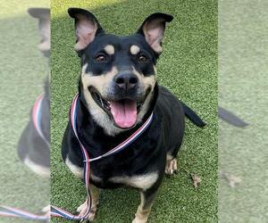 American Pit Bull Terrier-German Shepherd Dog Mix Dogs for adoption in Fayetteville, NC, USA