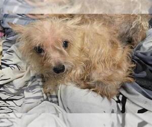 Mutt Dogs for adoption in San Antonio, TX, USA