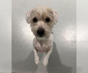 Maltese Dogs for adoption in Salinas, CA, USA