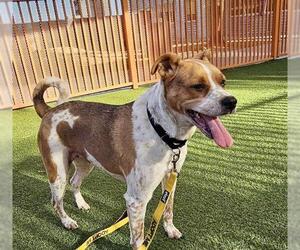Mutt Dogs for adoption in Las Vegas, NV, USA