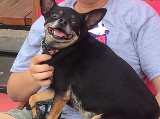 Chihuahua Dogs for adoption in Wolfeboro, NH, USA