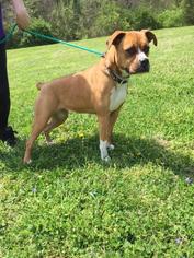 Medium Photo #1 Boxer Puppy For Sale in Batavia, OH, USA