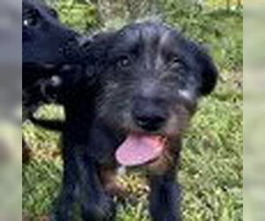 Irish Wolfhound-Weimaraner Mix Dogs for adoption in Bristol, CT, USA