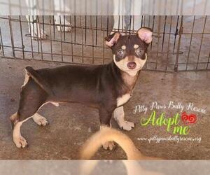 Chihuahua Dogs for adoption in Victoria, TX, USA