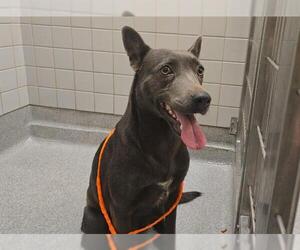 Australian Kelpie-Unknown Mix Dogs for adoption in Orange, CA, USA