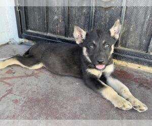 German Shepherd Dog-Unknown Mix Dogs for adoption in Rancho Cucamonga, CA, USA