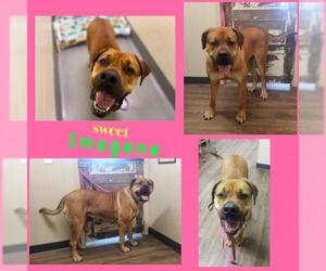 Bullmastiff-Unknown Mix Dogs for adoption in Longview, TX, USA