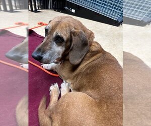 Basset Hound Dogs for adoption in Seattle, WA, USA