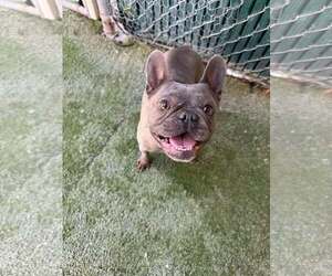 French Bulldog-Unknown Mix Dogs for adoption in Tempe , AZ, USA