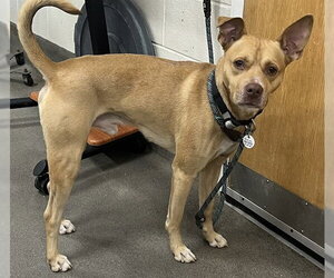 - Mix Dogs for adoption in Forestville, MD, USA