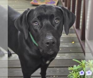 Labrador Retriever-Unknown Mix Dogs for adoption in San Diego, CA, USA