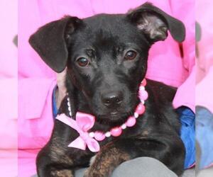 Chiweenie Dogs for adoption in Garfield Heights, OH, USA